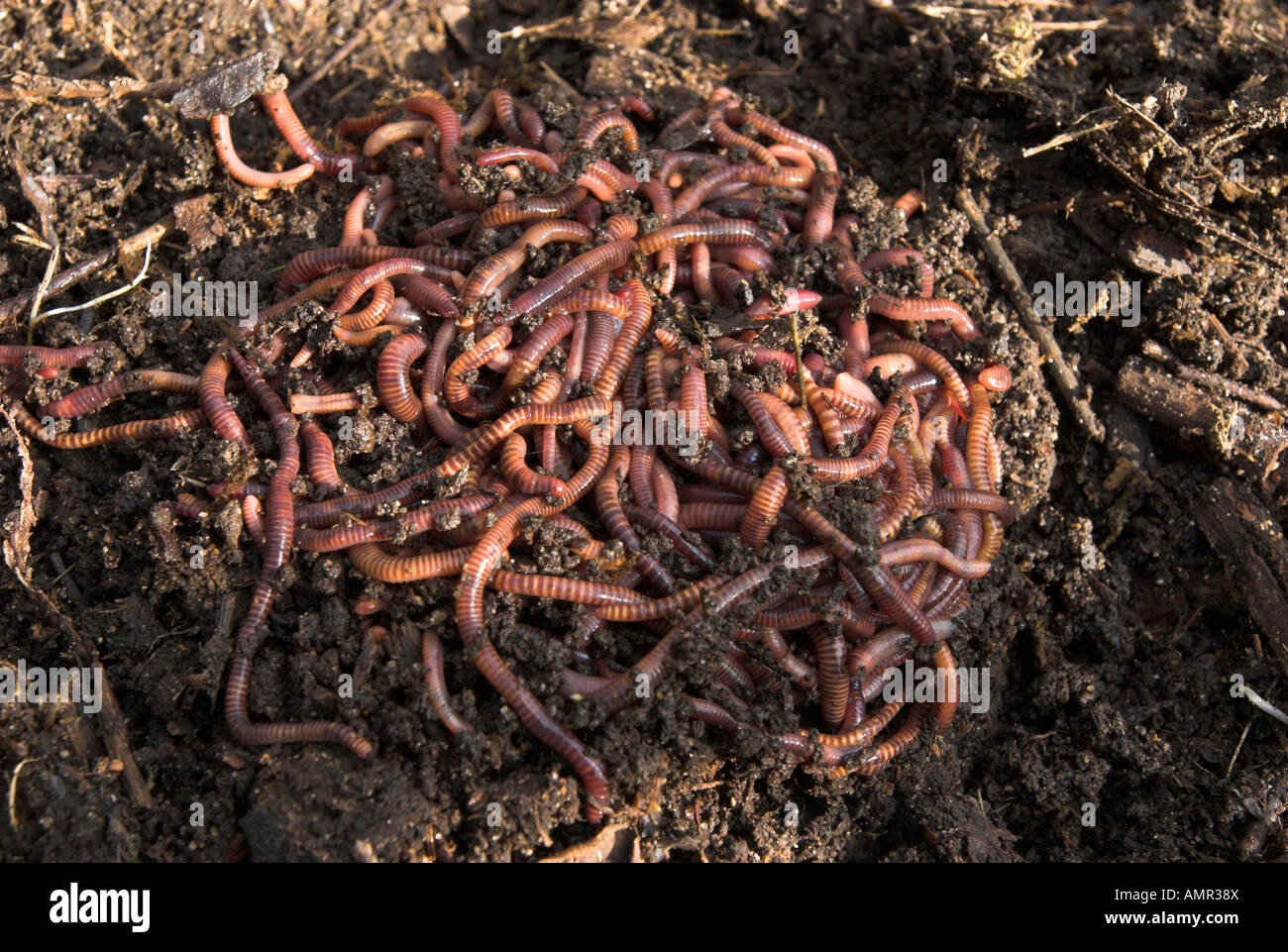 Compost Worms On A Home Garden Heap Stock Photo 15320473 Alamy