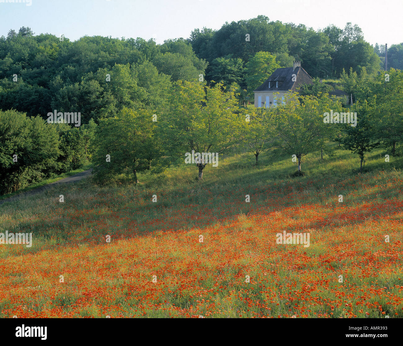 Poppies in countryside Dordogne Nouvelle-Aquitaine France Stock Photo