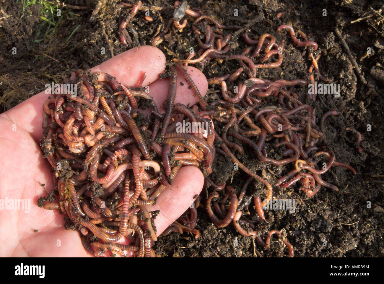 Compost Worms On A Hand With In A Garden Home Wormery Stock Photo