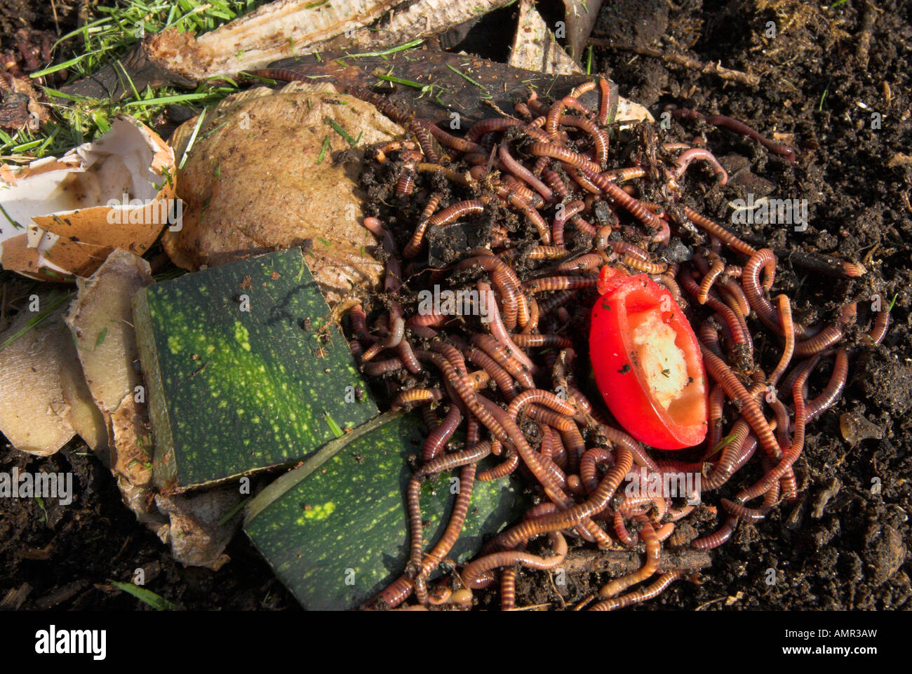 Compost worms hires stock photography and images Alamy