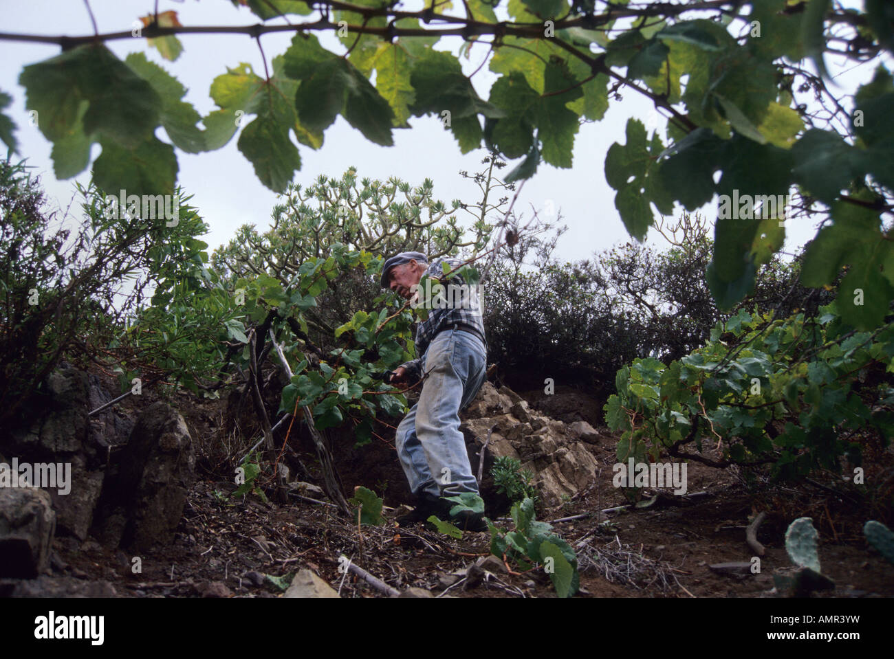 Vineyards in Taganana TENERIFE ISLAND Canary Islands SPAIN Stock Photo