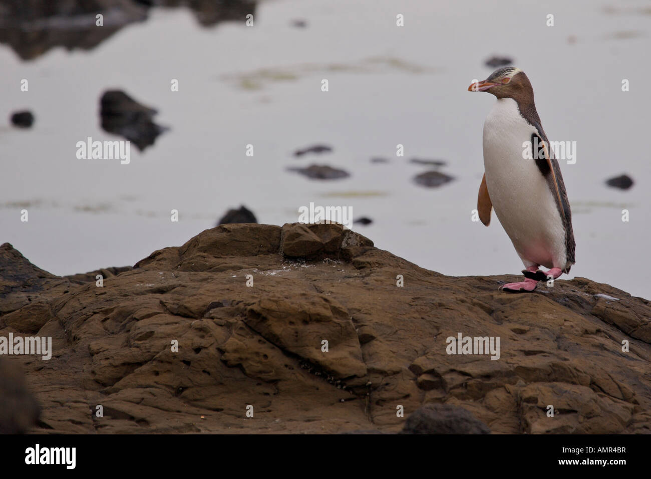 YellowEyed Penguin, Megadyptes antipodes, Curio Bay, Southern Scenic