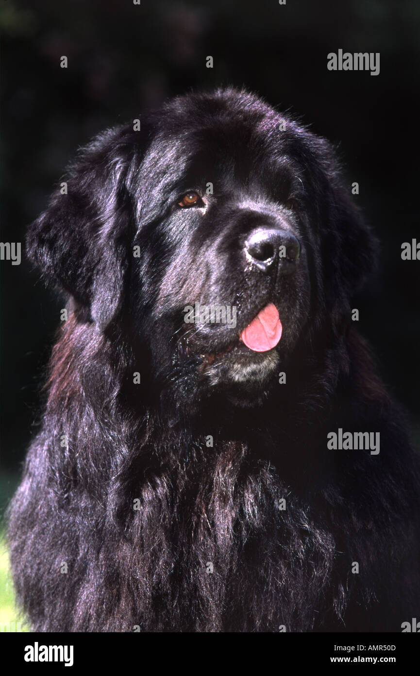 Purebred Black Newfoundland dog Stock Photo