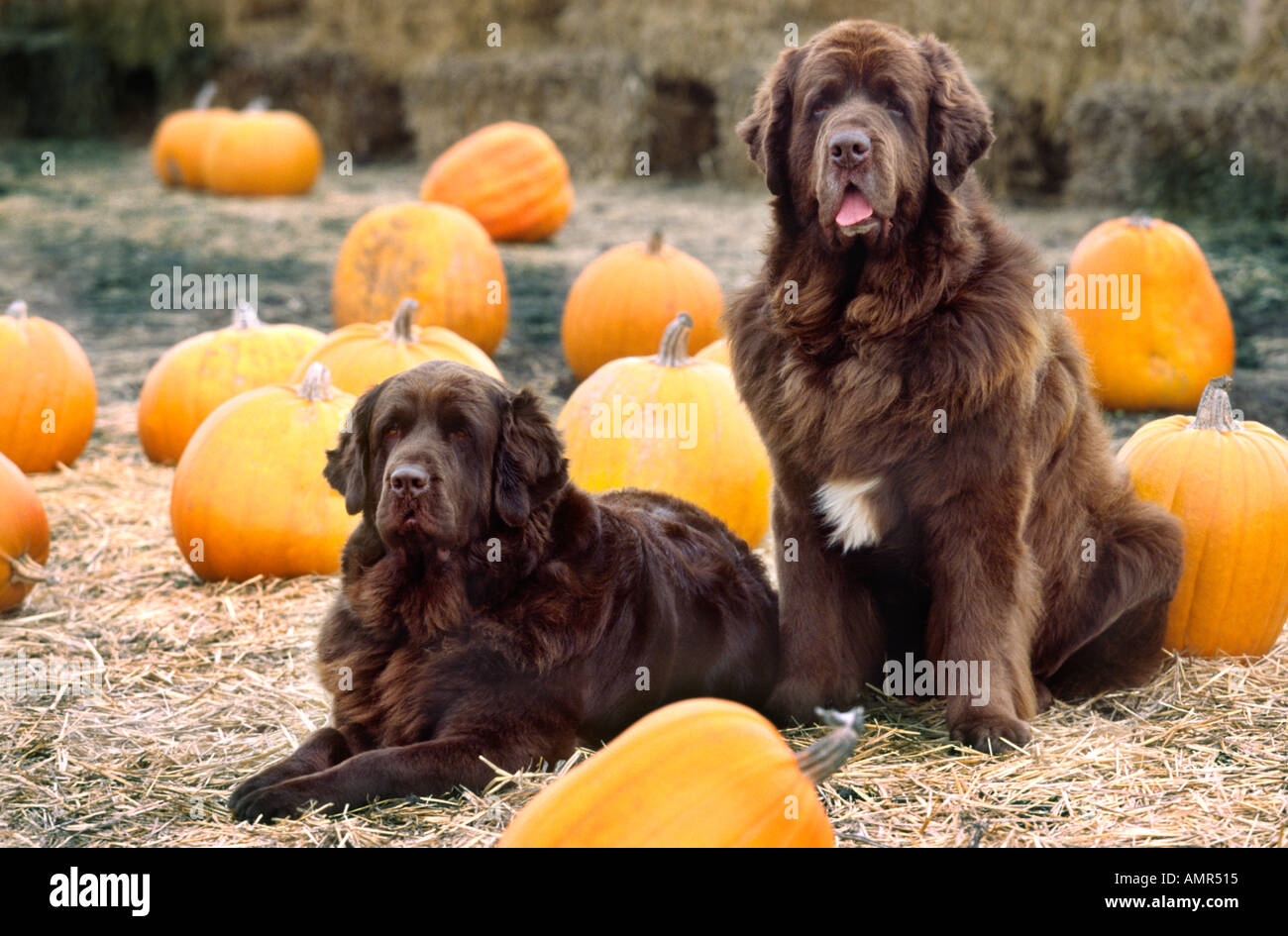 Two purebred Newfoundland dogs resting in pumpkin patch Stock Photo