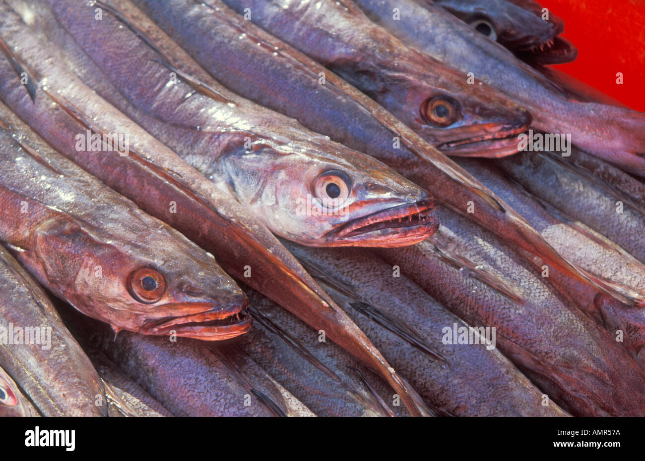 Fresh fish Algarve Portugal EU Europe Stock Photo