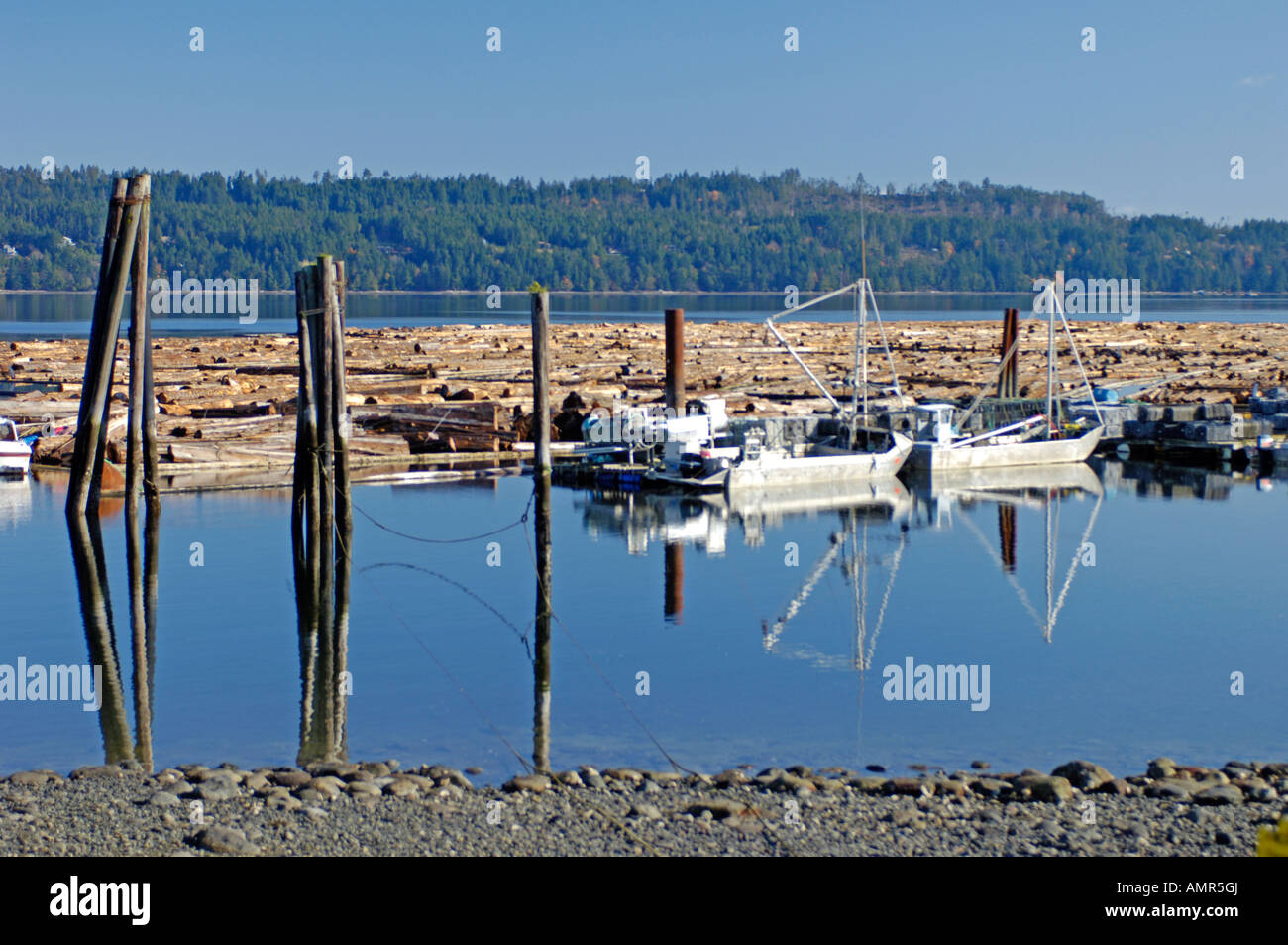 Canadian Floating log raft at Fanny Bay Chained and ready to be towed ...