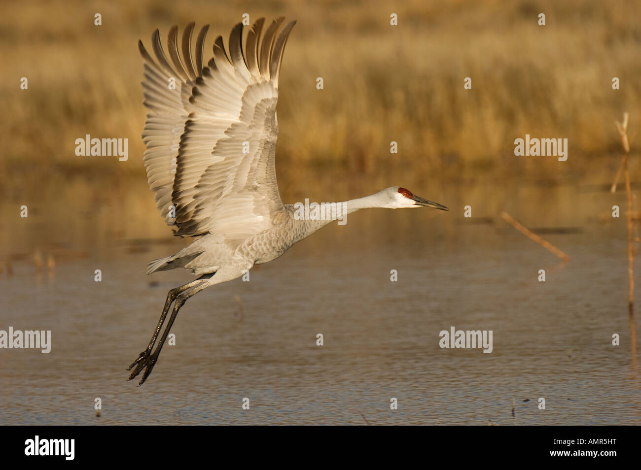 A Sandhill Crane takes off in flight Stock Photo