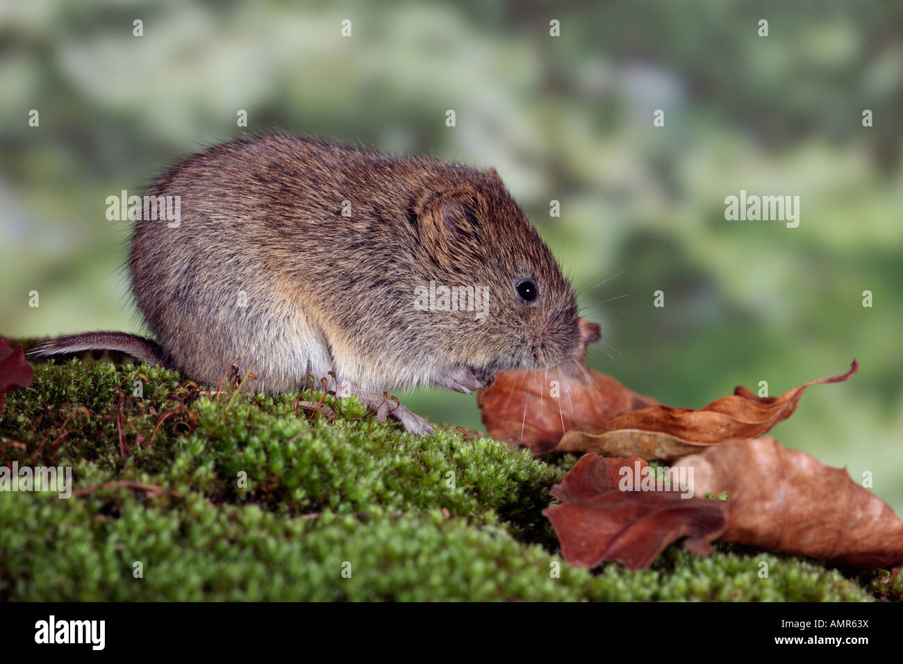 Short-tailed Vole Microtus agrestis on log Potton Bedfordshire Stock ...