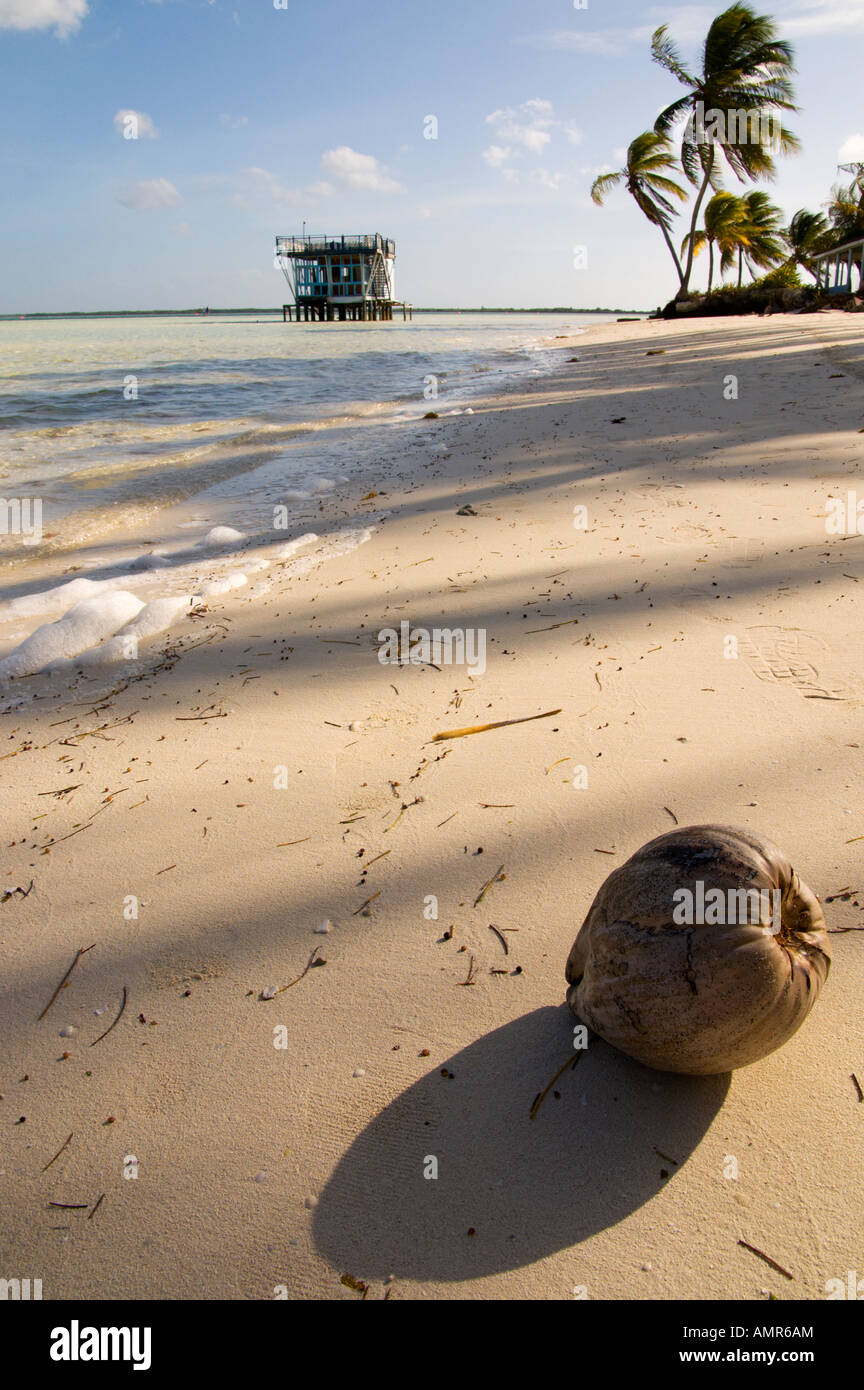Coconut on Cuban island beach Stock Photo - Alamy