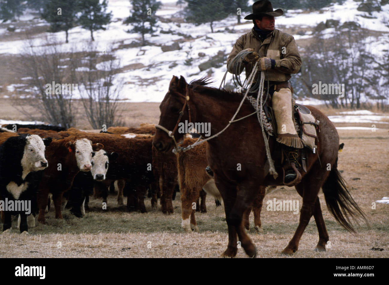 Cowboy rides his horse near cattle during winter  Stock Photo