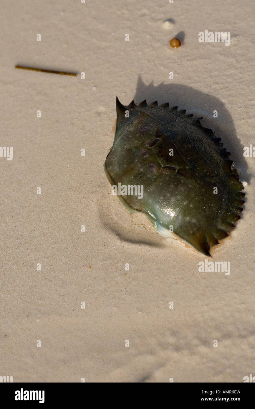 Crab shell on beach Stock Photo