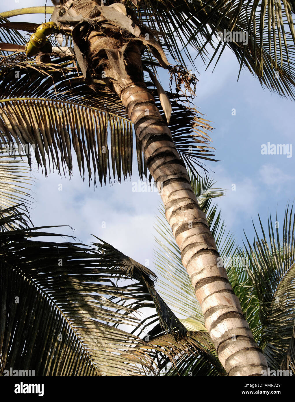 Closeup of a single palm tree trunk and leaves against a blue cloudy sky Stock Photo
