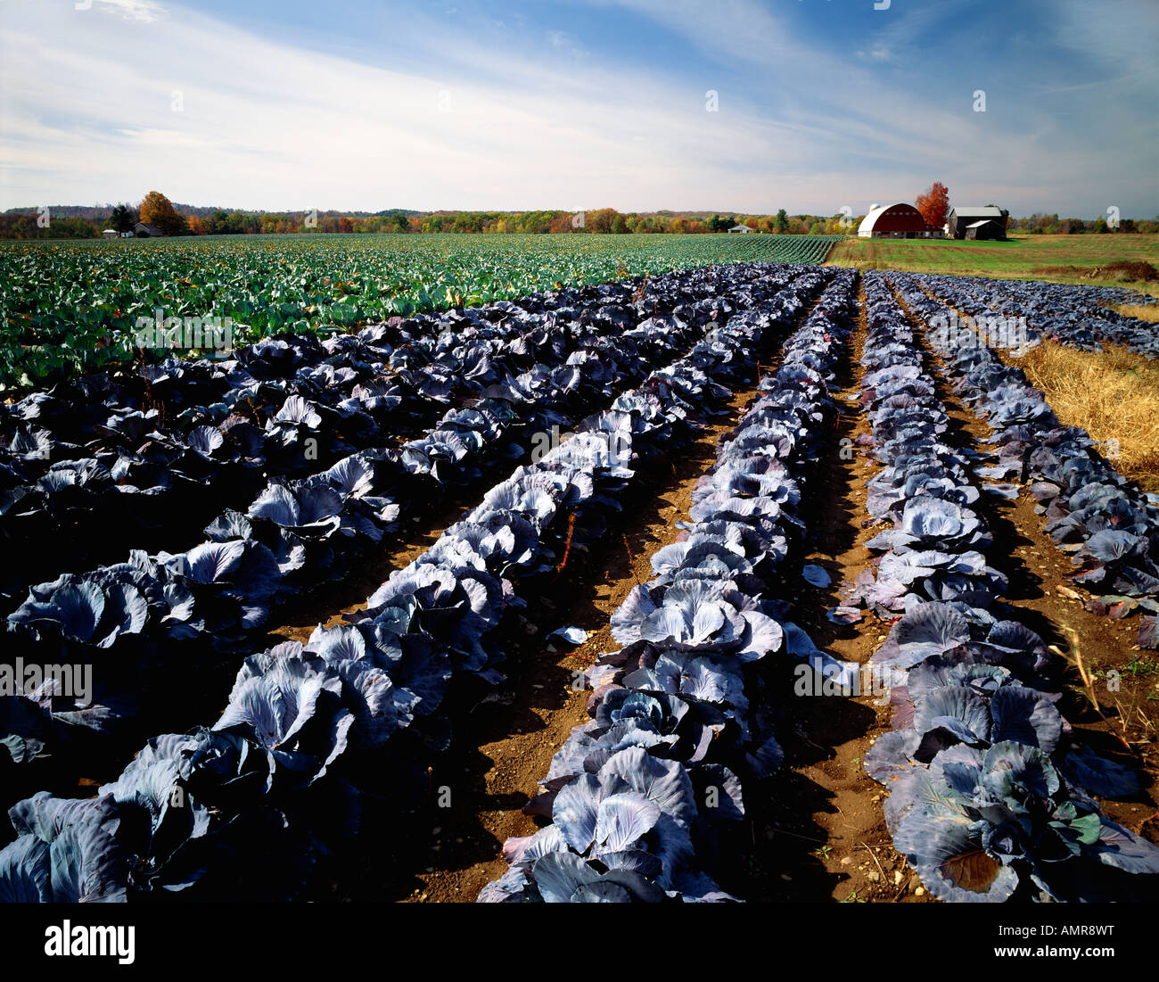 Farm Fields Of Cabbage In Northwestern Pennsylvania, USA Stock Photo