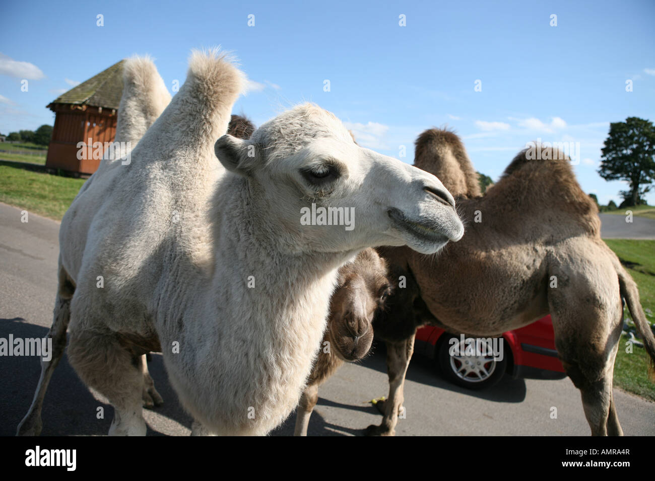 Two camels in safari park with car in background Stock Photo