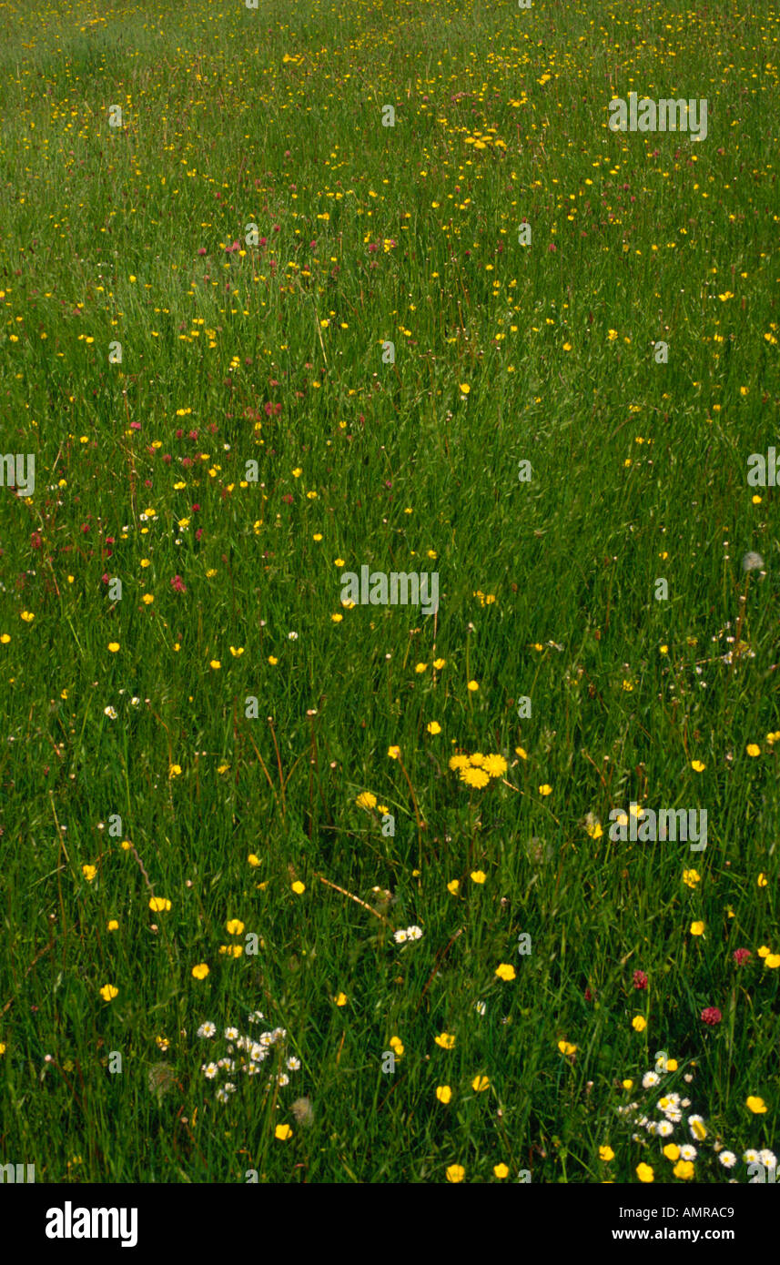 Meadow grasses and wild flowers Wiltshire England Stock Photo - Alamy