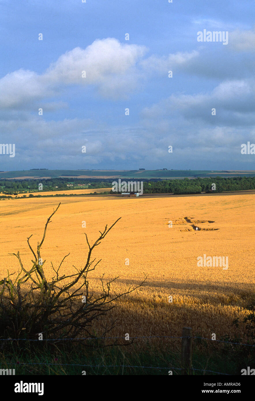 Crop circles Wiltshire chalk downs England Stock Photo