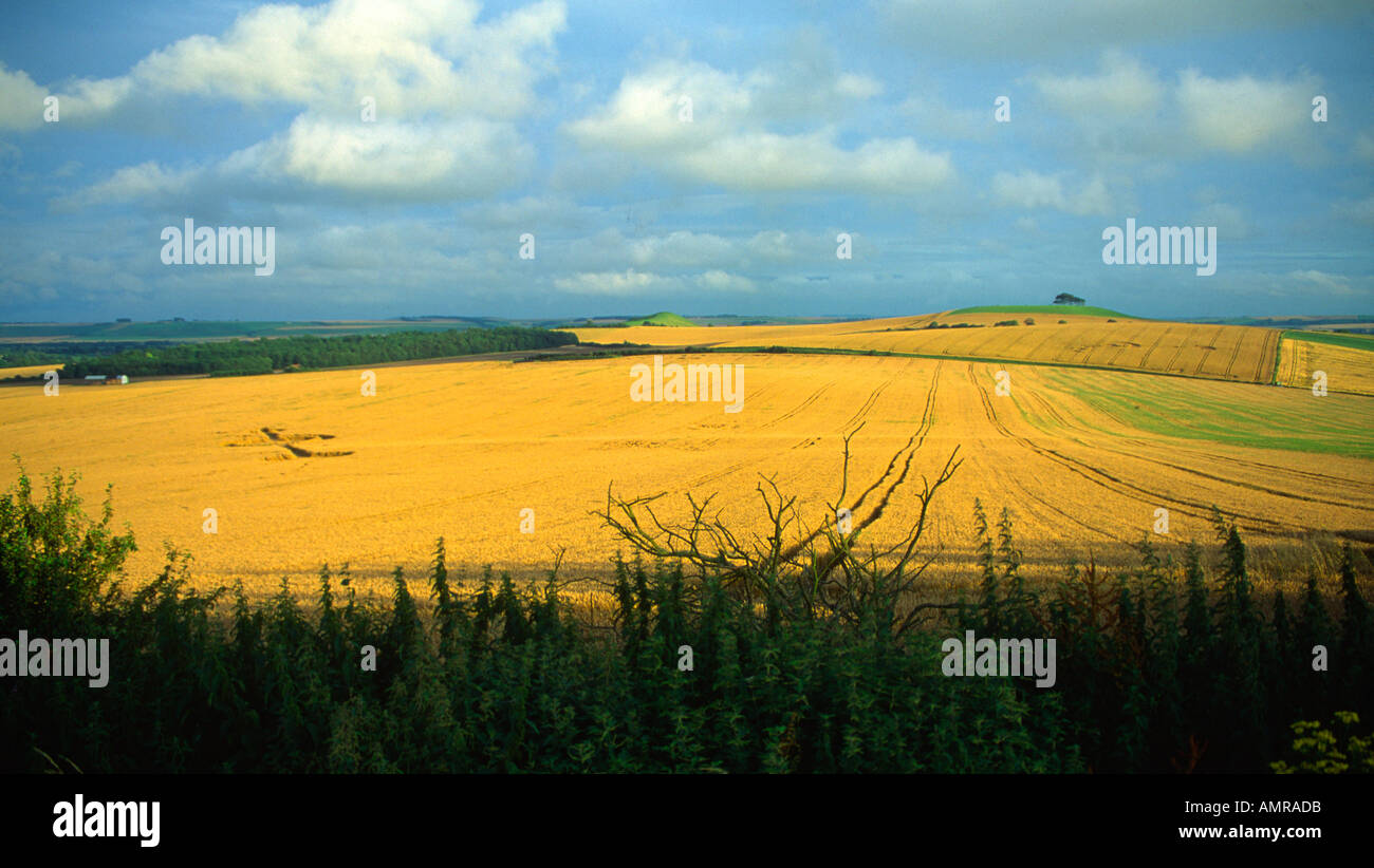 Crop circles Wiltshire chalk downs England Stock Photo