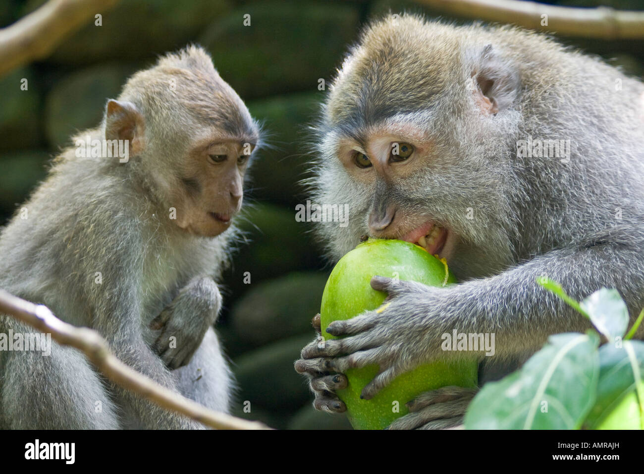 Two Long Tailed Macaques Macaca Fascicularis Sharing A Mango Monkey