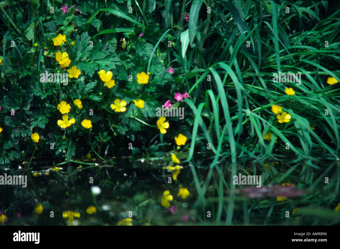 Pond plants flowering Stock Photo - Alamy
