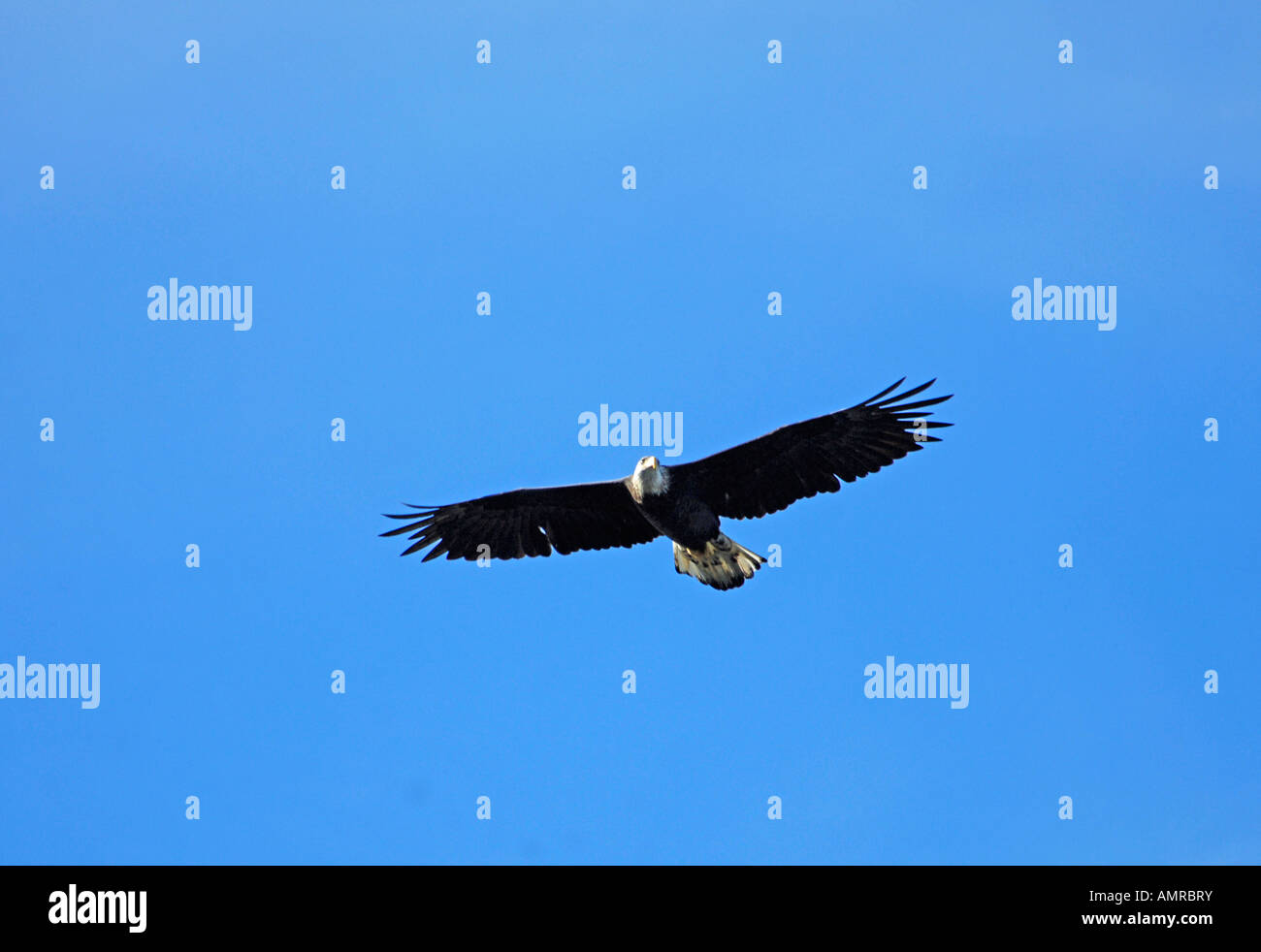Bald Eagle in Flight (Haliaeetus leucocephalus Stock Photo - Alamy