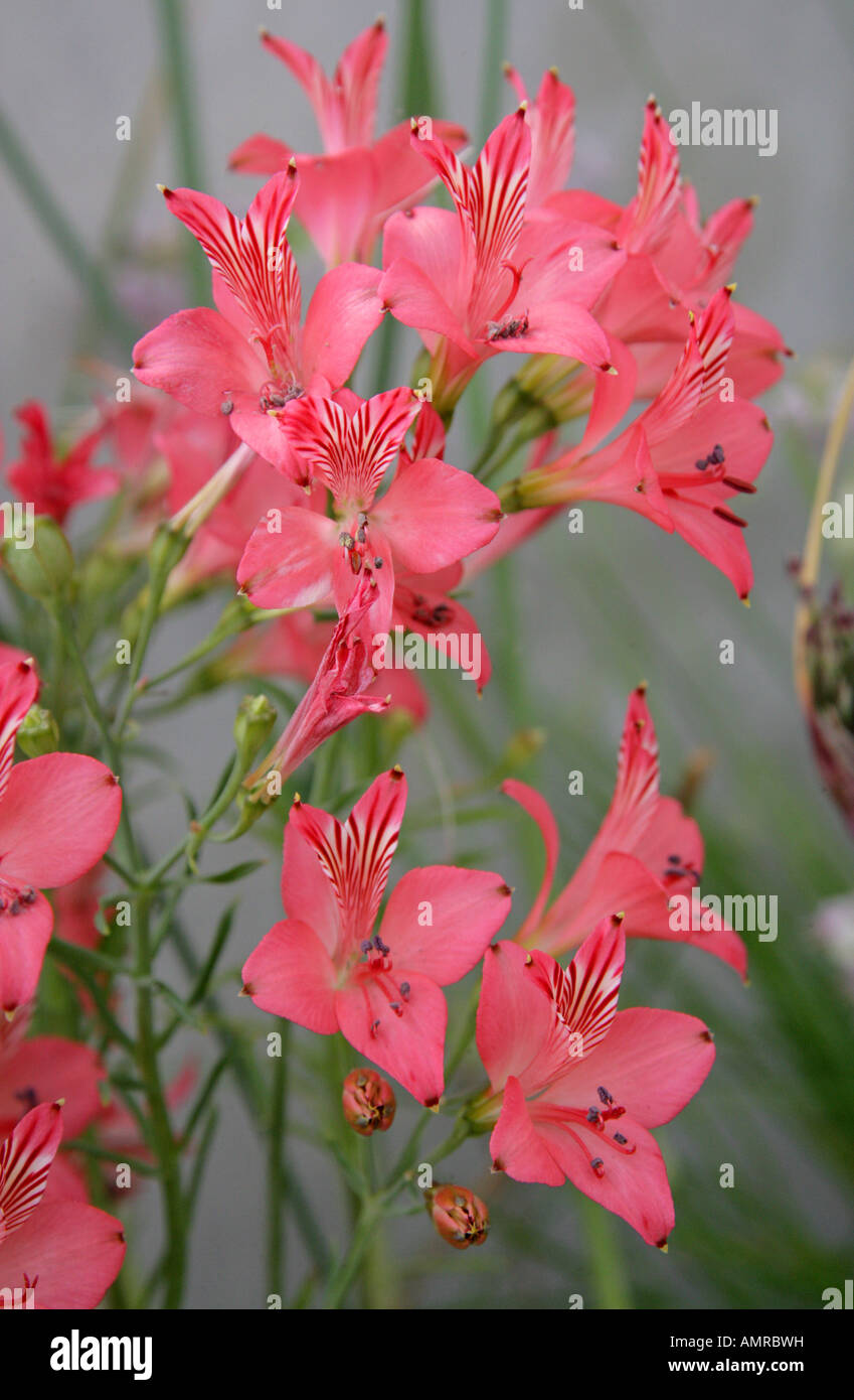 Peruvian Lily or Lily of the Incas, Alstroemeria hookeri, Alstroemeriaceae. Chile Stock Photo