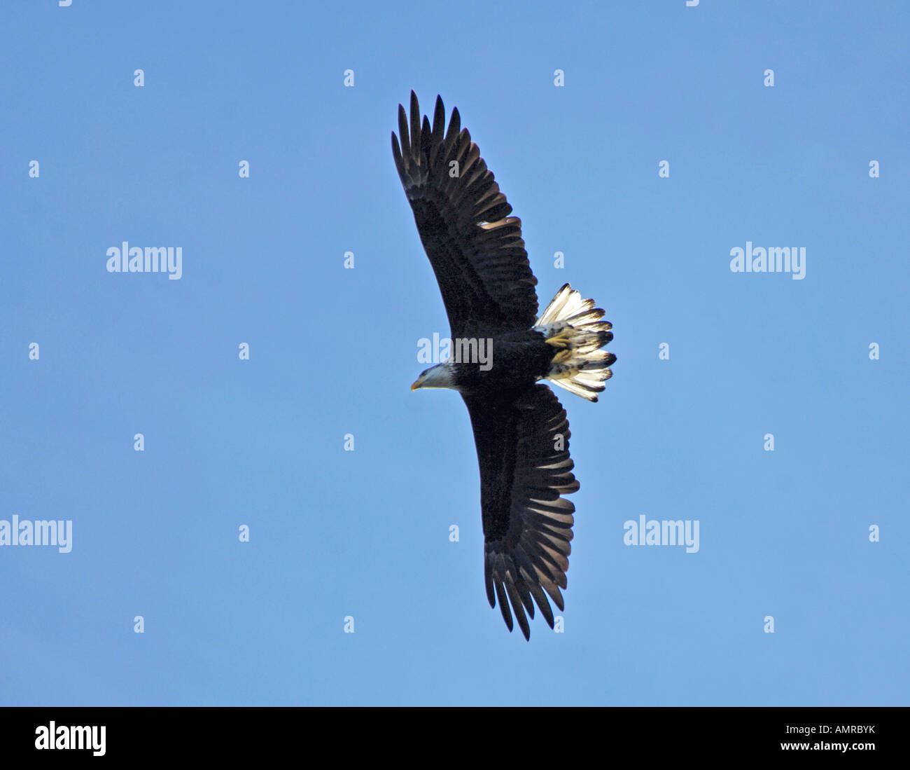 Bald Eagle in Flight (Haliaeetus leucocephalus Stock Photo - Alamy