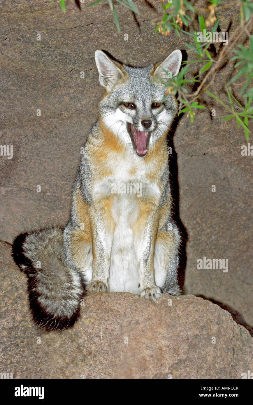 delaware state animal grey fox