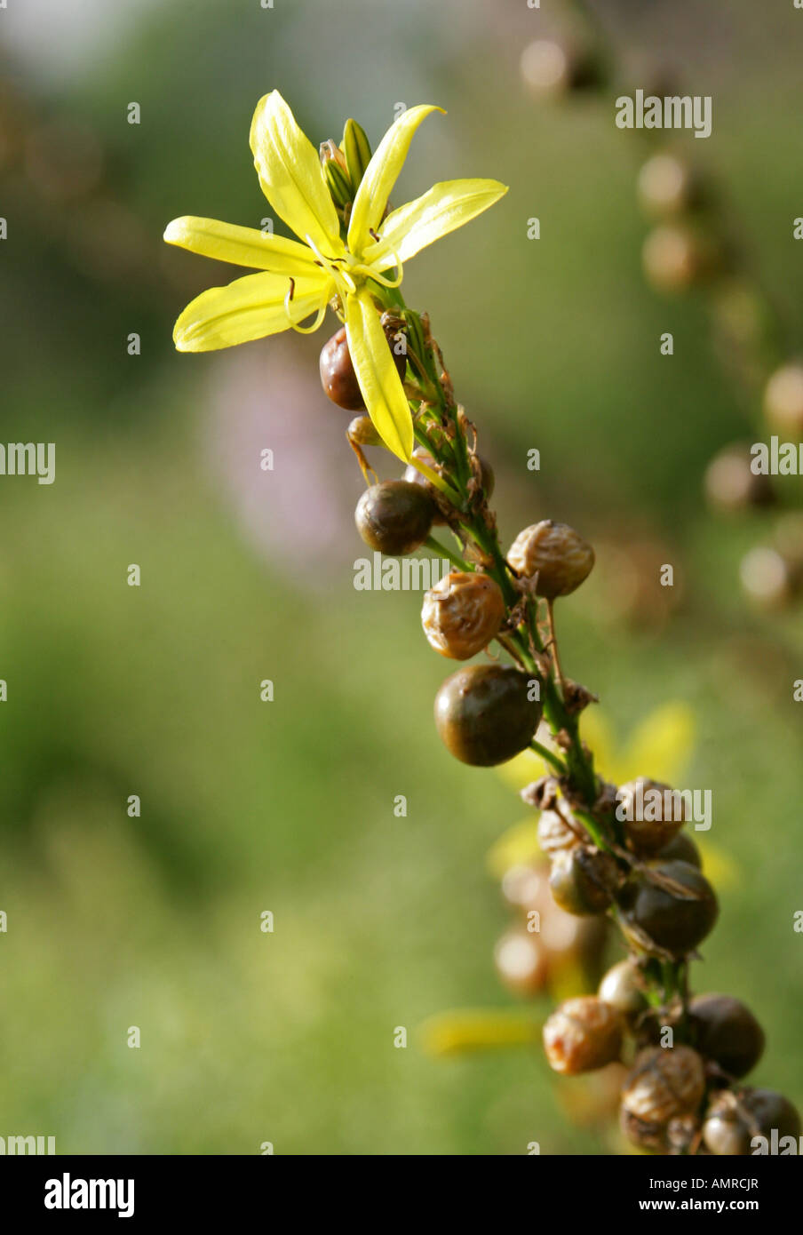 Yellow Asphodel aka Kings Spear or Jacobs Rod, Asphodelus lutea, Asphodelaceae. South East Europe, Israel. Stock Photo