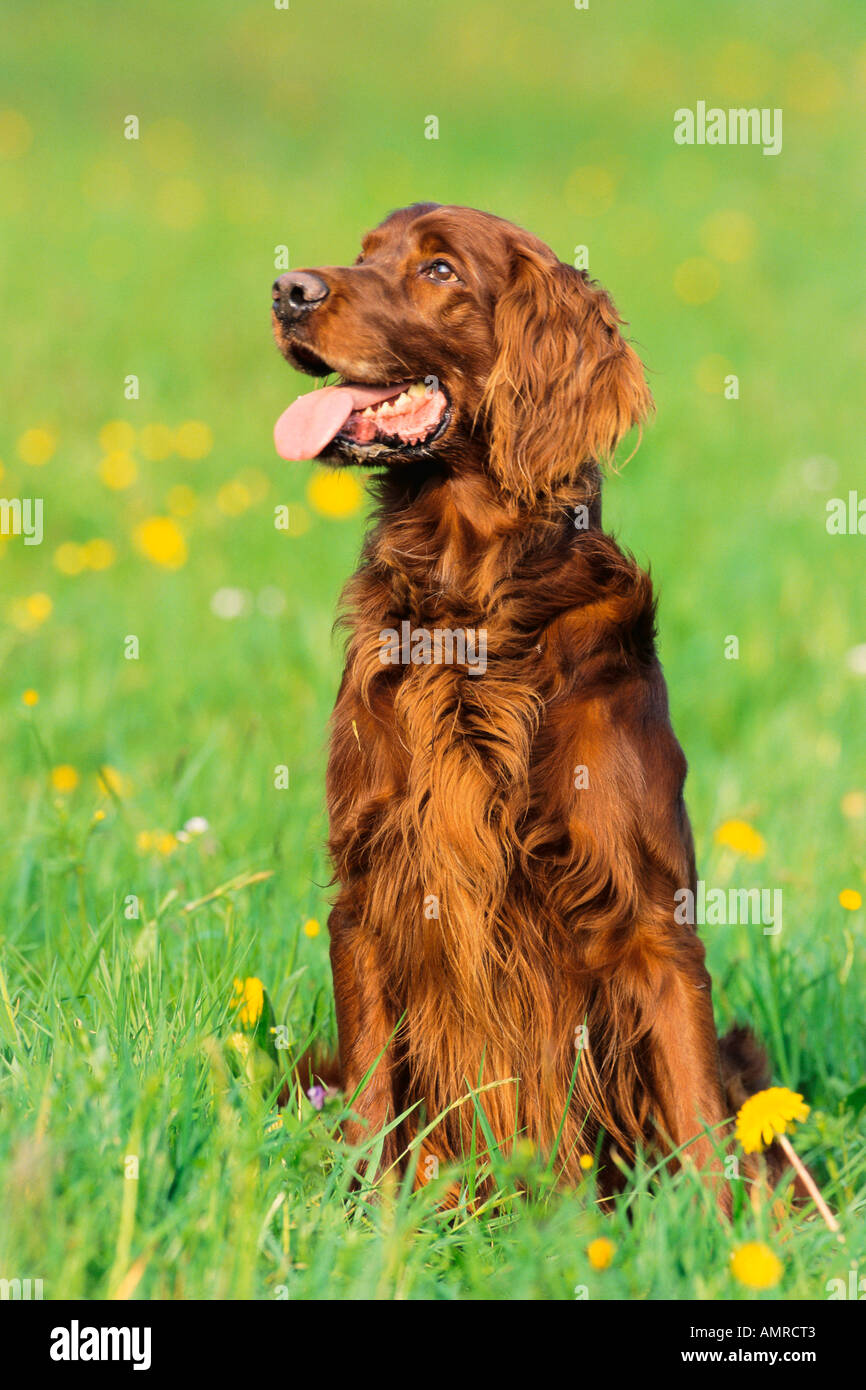 Only setter hi-res stock photography and images - Alamy