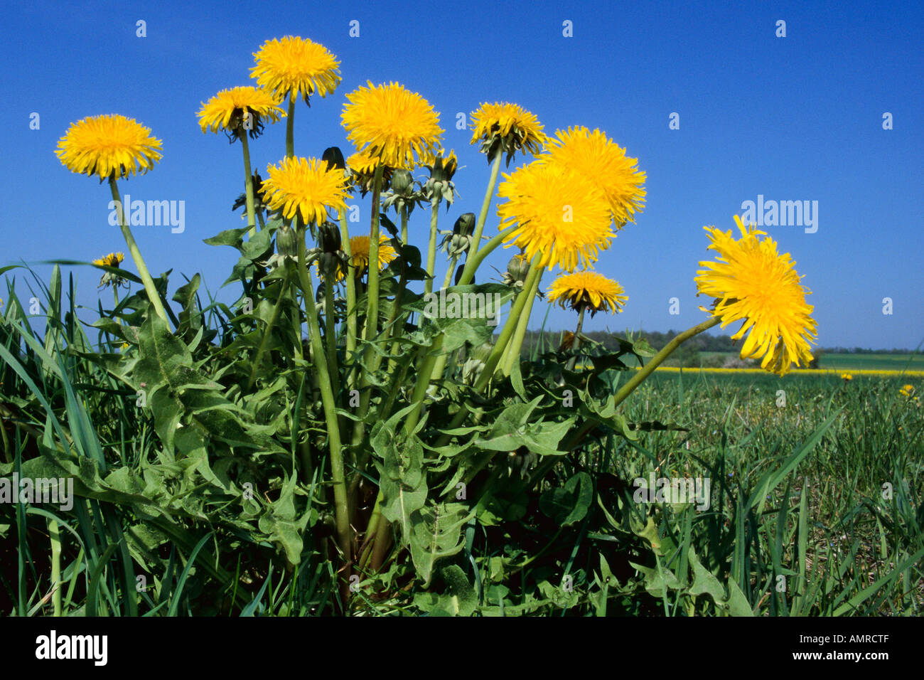 Farming dandelions hi-res stock photography and images - Alamy