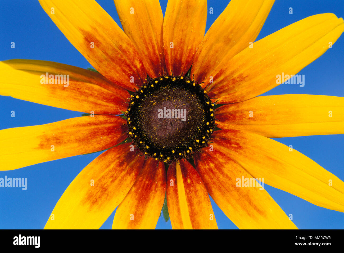 Black Eyed Susan Stock Photo Alamy