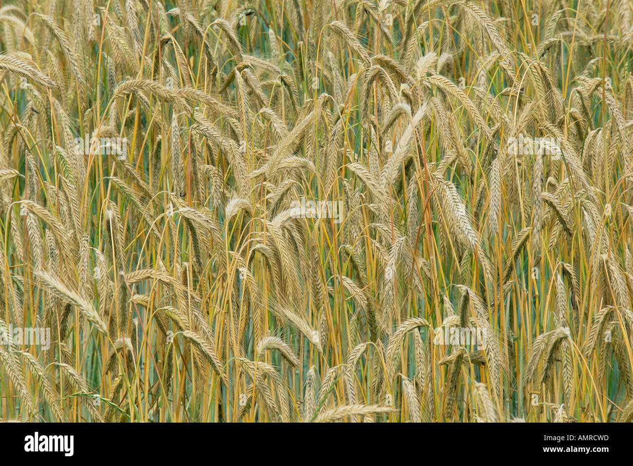 Extreme close up detailed grain hi-res stock photography and images - Alamy