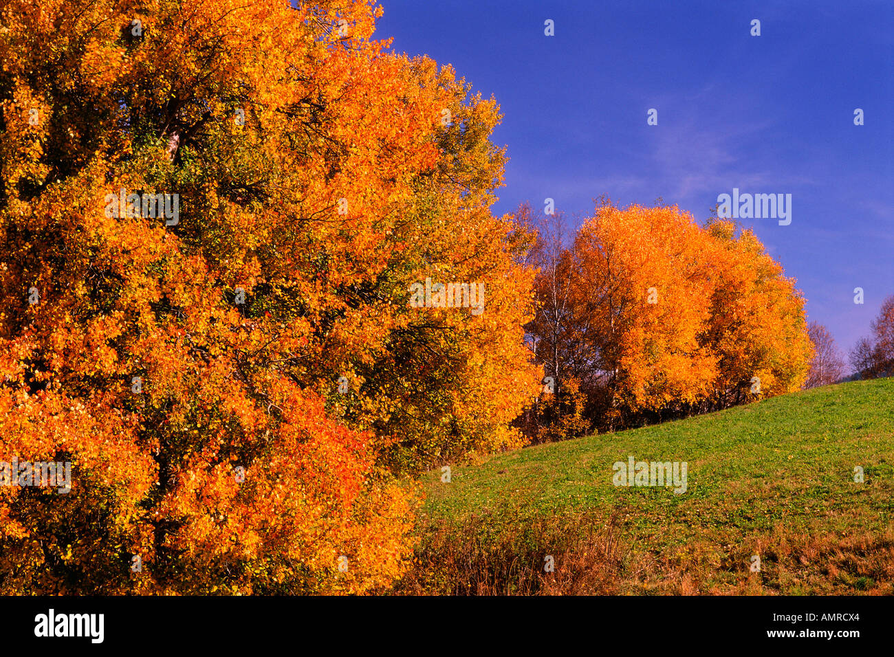 Spring landscape field trees hi-res stock photography and images - Alamy