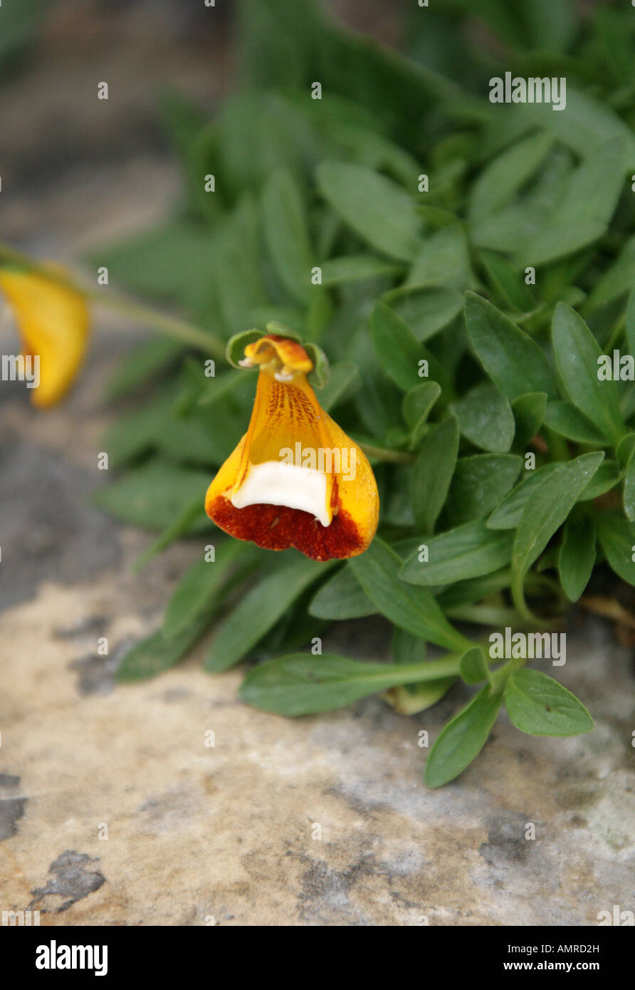 Sand Ladys Slipper or Zapatito de la Virgen, Calceolaria uniflora, Scrophulariaceae Stock Photo