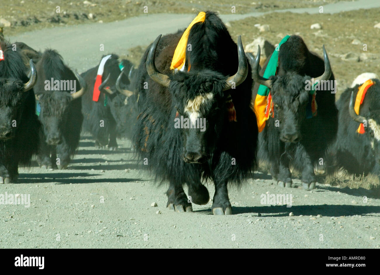 Black yak herd on mountain road Tibet Stock Photo Alamy