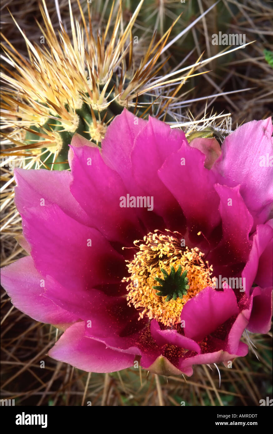 spring Strawberry Hedgehog Cactus flower blooms March thru April in desert landscapes Stock Photo