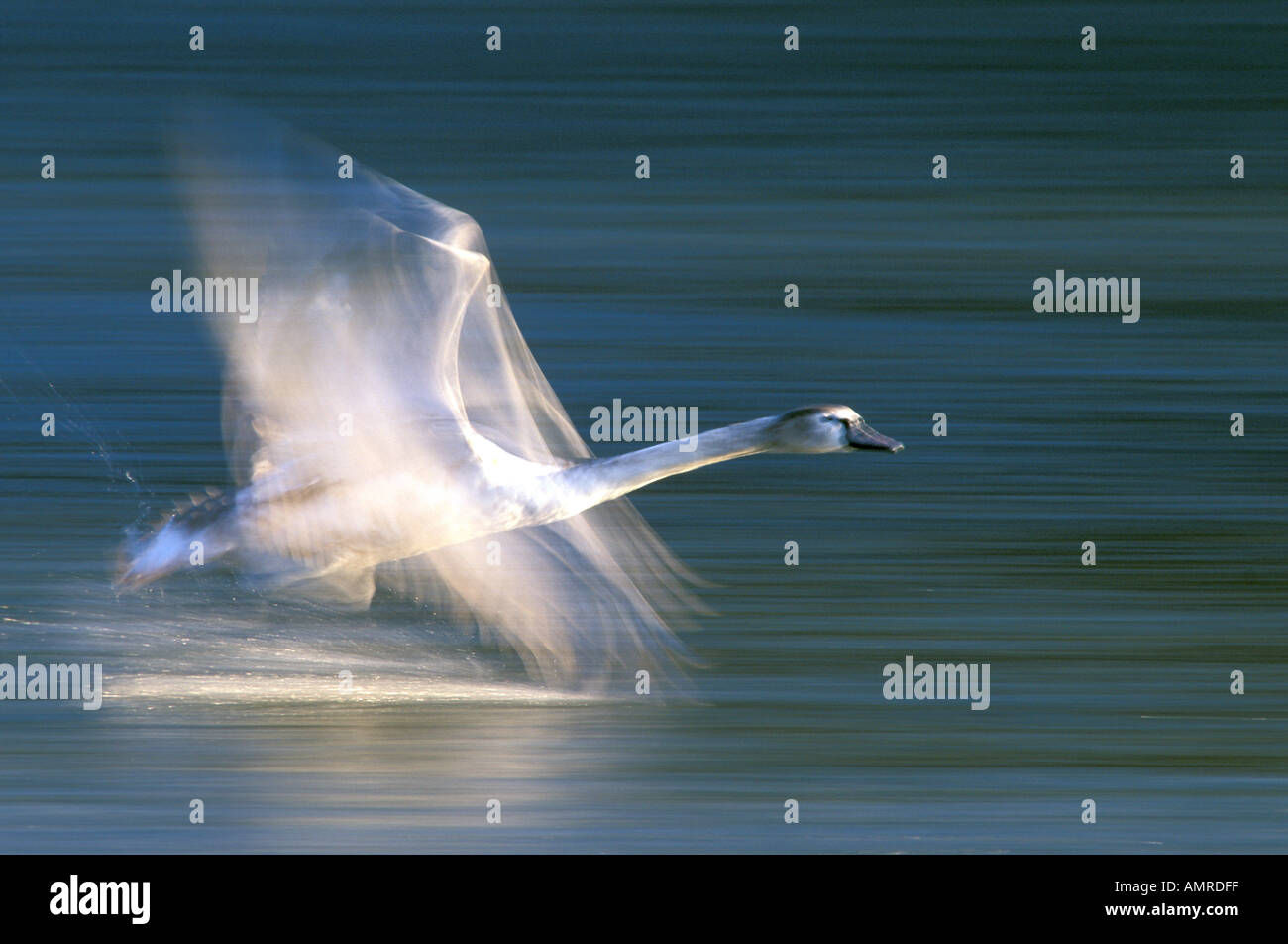 Flying mute swan Stock Photo - Alamy