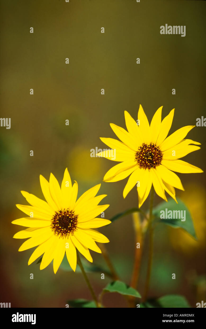 A pair of summertime sunflowers in Flagstaff Arizona Stock Photo Alamy