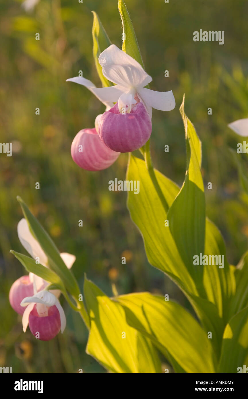 Canada, Newfoundland, West Coast, Stephenville, Dhoon Lodge, hiking, long range mountains, Lewis Hills Stock Photo