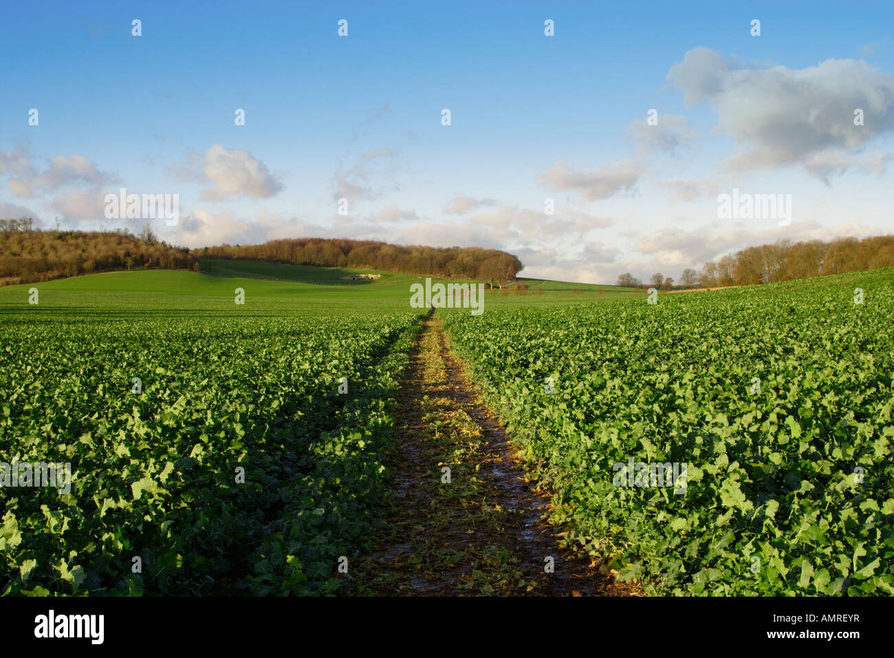 footpath in kent countryside Stock Photo - Alamy