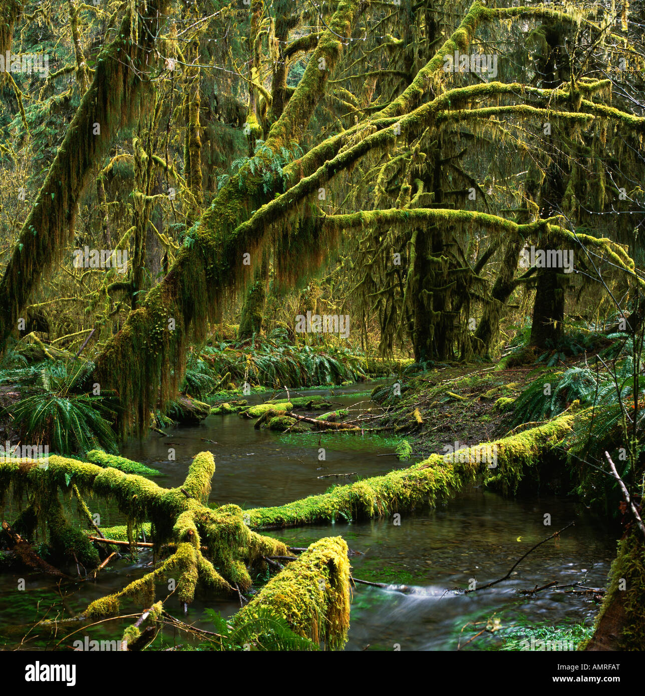 Hoh Rain Forest, Olympic National Park, Washington,USA; Temperate Rain Forest Averages 145" Of Rain Per Year Stock Photo