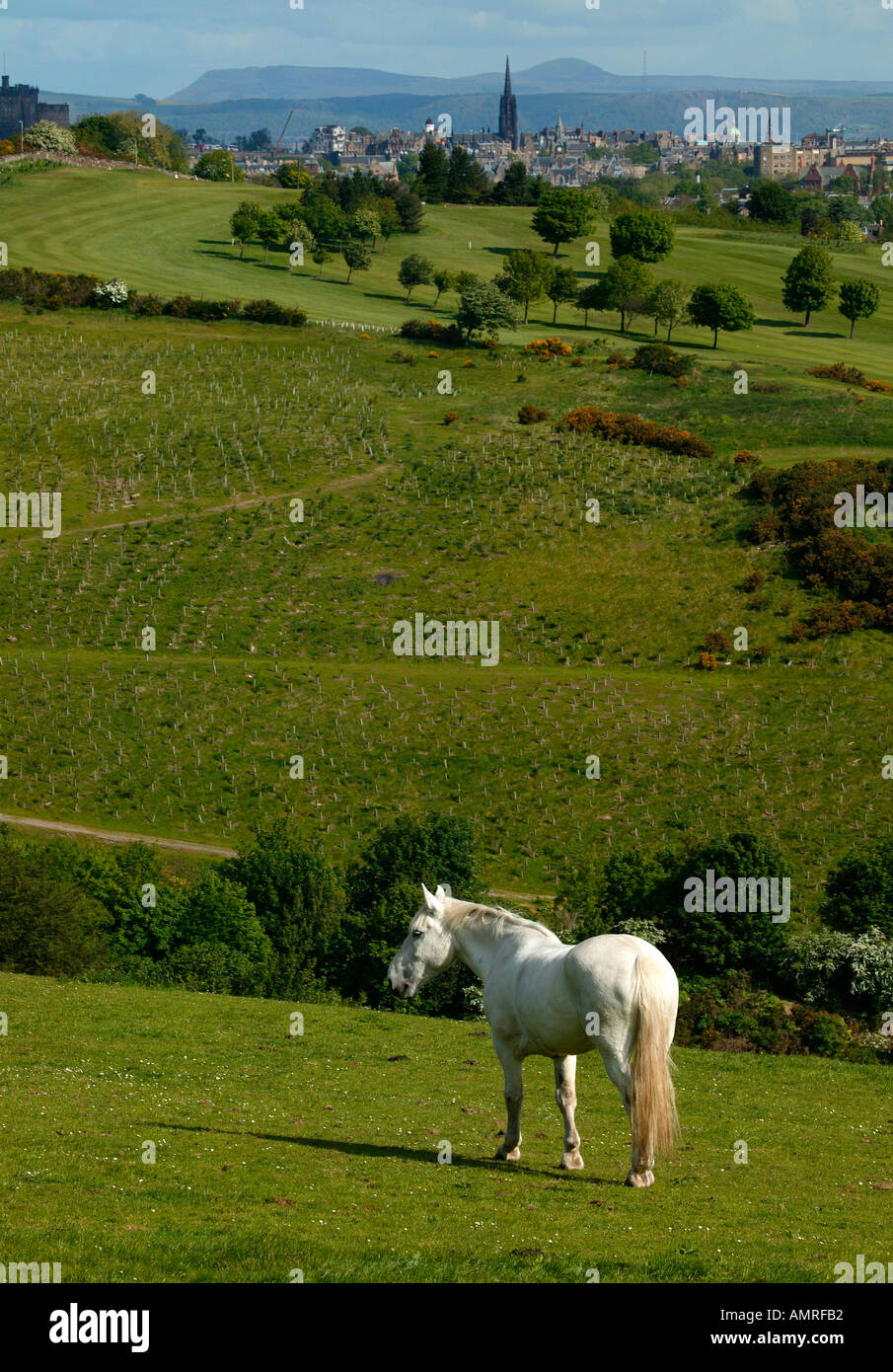 White horse standing in green field with a view of Edinburgh City centre in the background Stock Photo