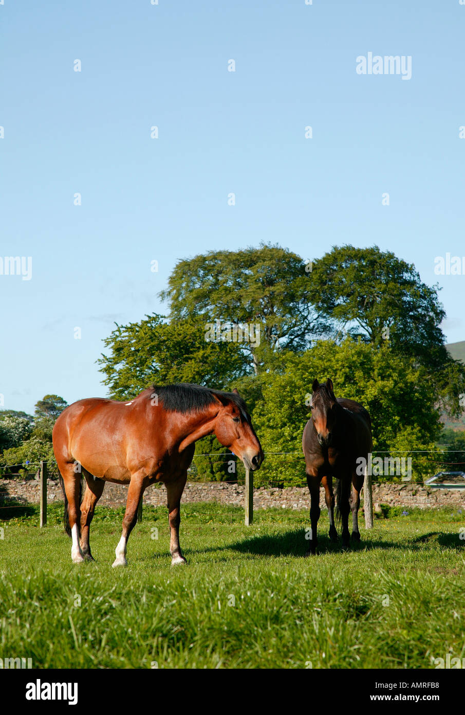 Two Brown Horses grazing in field with trees in background Stock Photo