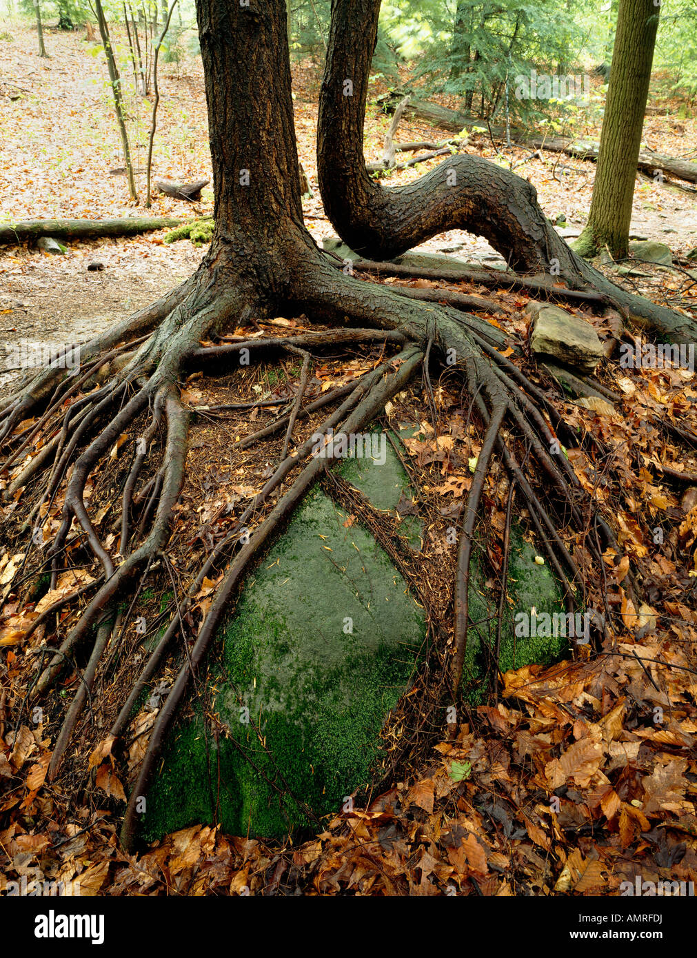 Roots Of An Eastern Hemlock Tree Pennsylvania State Tree L Tsuga Canadensis Grow Exposed Over A Large Boulder In Ohiopyle State, Stock Photo