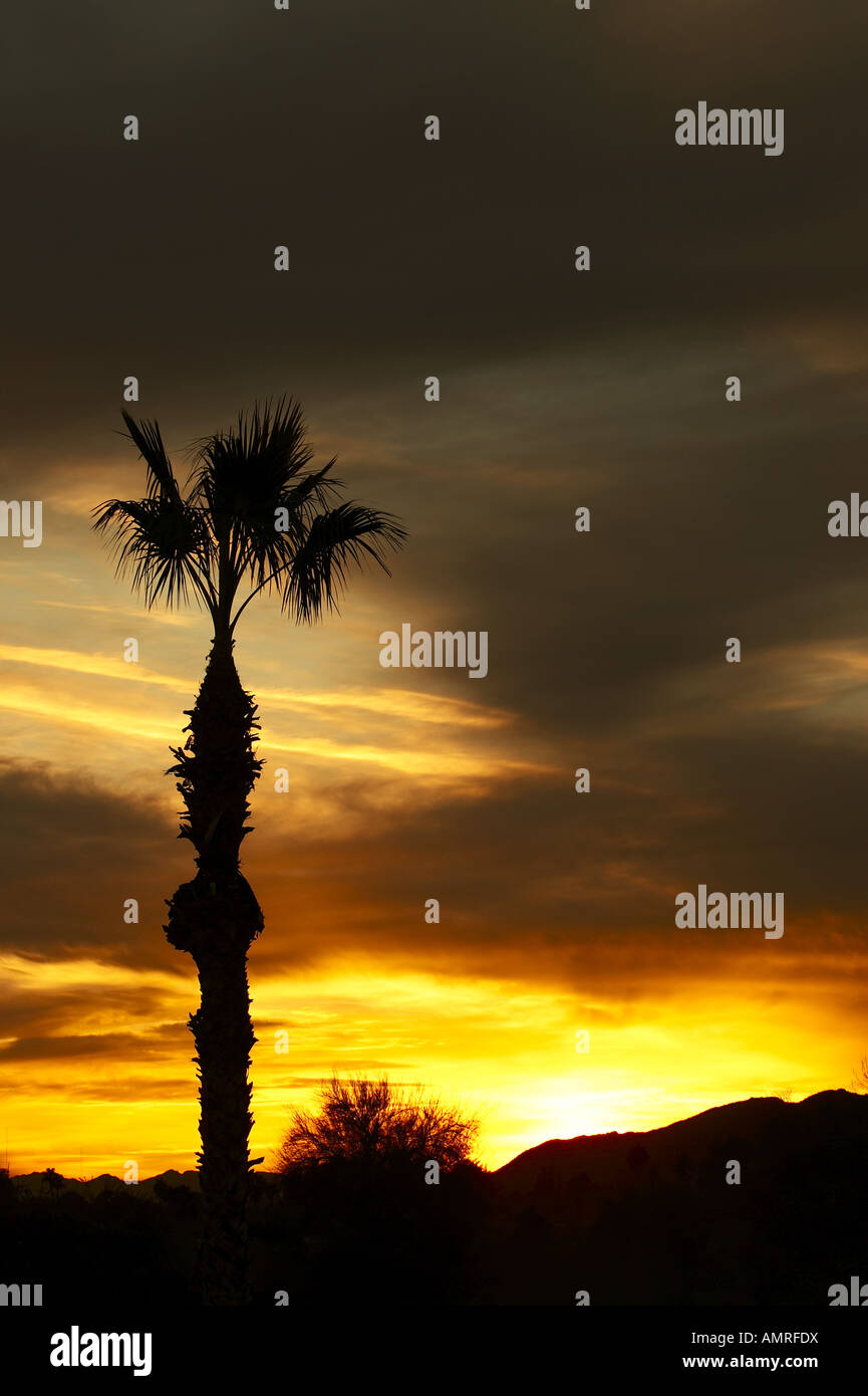 Palm Tree at Sunset Stock Photo - Alamy