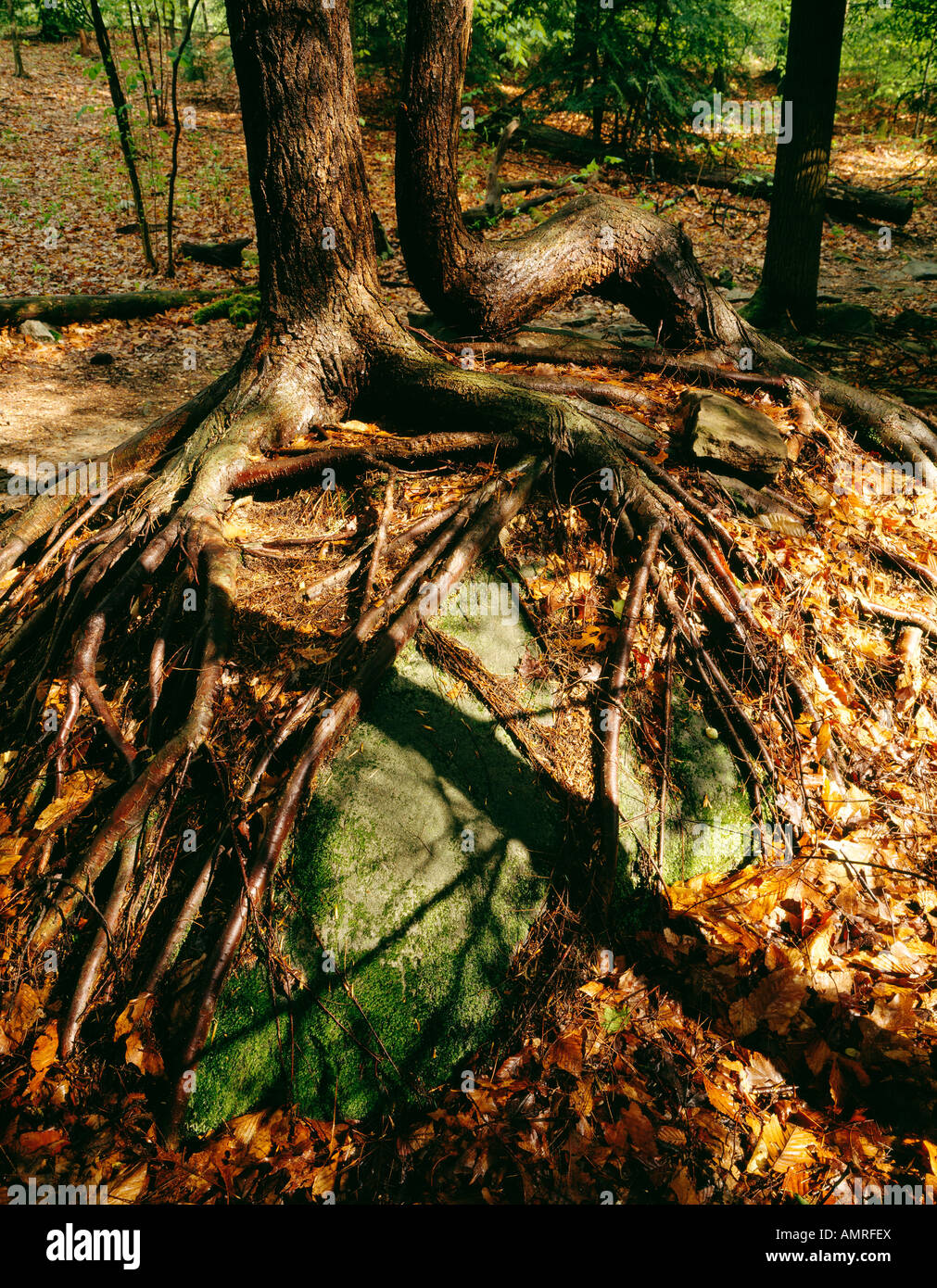 Roots Of An Eastern Hemlock Tree Pennsylvania State Tree L Tsuga Canadensis Grow Exposed Over A Large Boulder In Ohiopyle State, Stock Photo