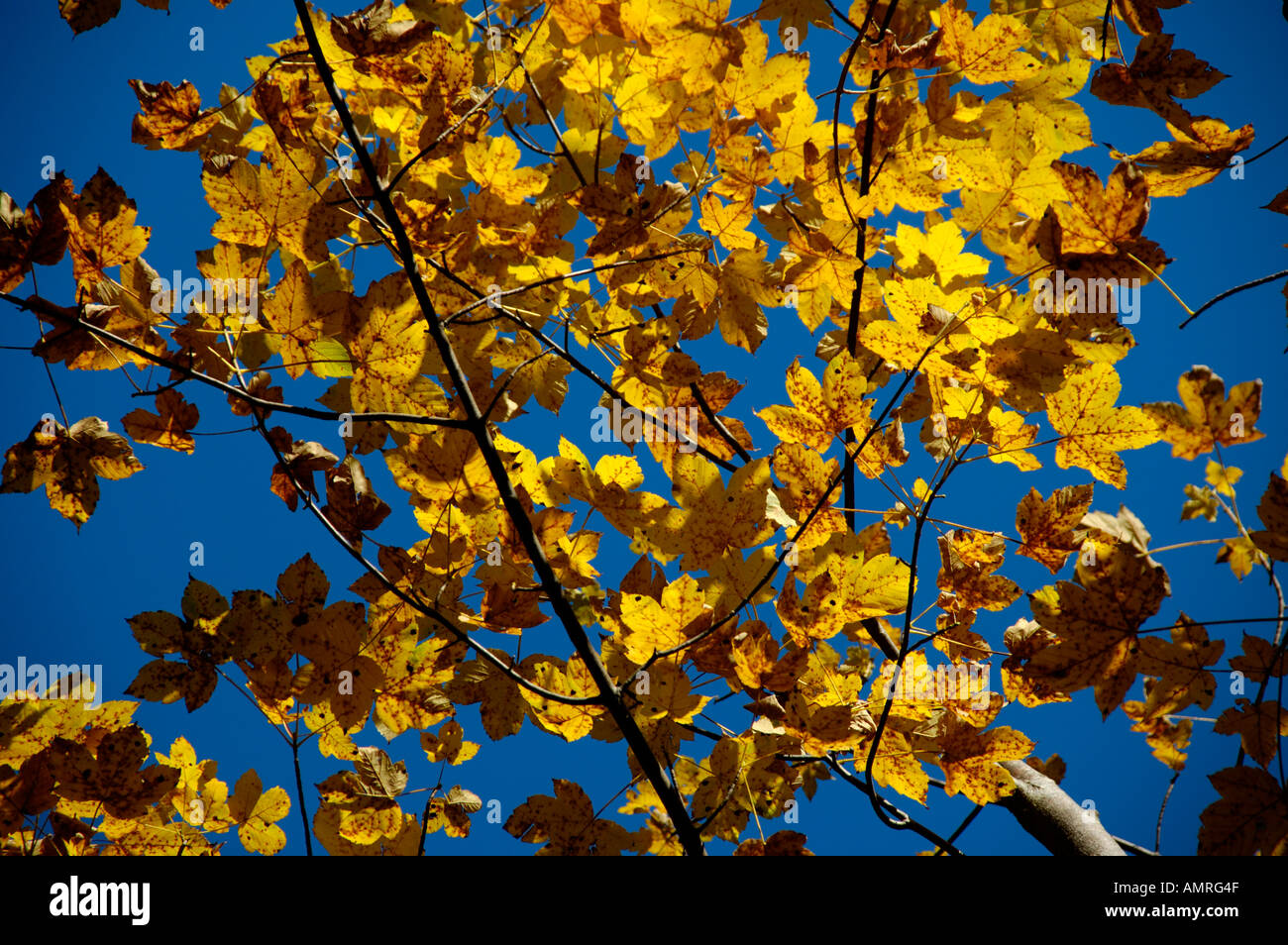 Tree maple Acer pseudoplatanus with yellow leaves of autumn Bavarian ...