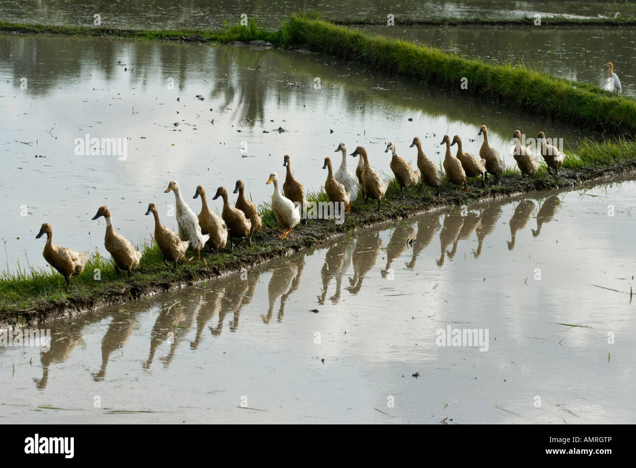 Ducks in a Row Rice Field Terrace Ubud Bali Indonesia Stock Photo Alamy