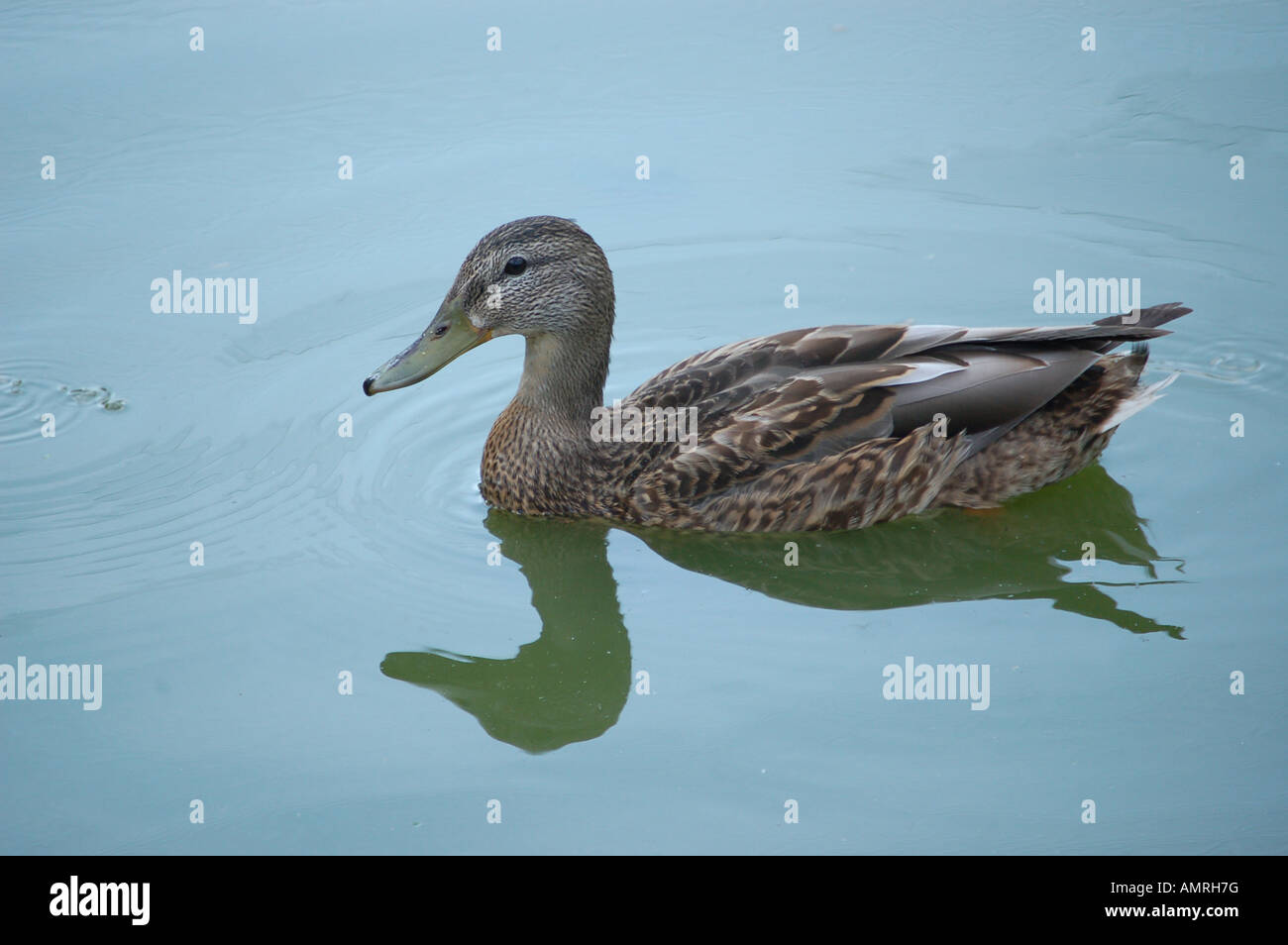 Bird reflection in water hi-res stock photography and images - Alamy
