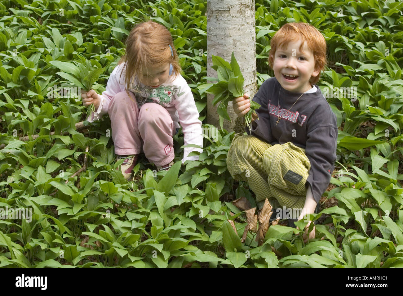 MR Mädchen und Junge pflücken im Wald Bärlauch Baerlauch Allium ursinum Bärenlauch MR girl and boy are picking ramson allium Stock Photo